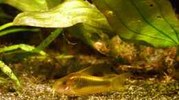 aquarium-von-andreas-brandt-576-1_Goldstreifen-Panzerwels (Corydoras aeneus GOLD STRIPE)