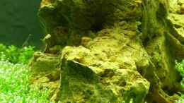 aquarium-von-konzi-becken-18350_Moronistein mit Amanogarnele Caridina japonica