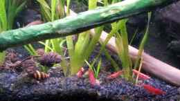 aquarium-von-newbie-newbies-waterworld_Red Fire Zwerg Garnele (Neocaridina heteropoda var. Red)