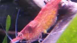 aquarium-von-newbie-newbies-waterworld_Trächtiges Weibchen (Neocaridina heteropoda var. Red)
