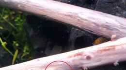 Aquarium einrichten mit Anentome helena Eigelege im roten Kreis