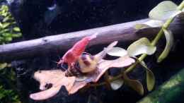 Aquarium einrichten mit Garnelentaxi (Neocaridina heteropoda var. Red)
