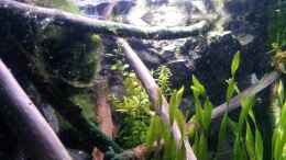 Aquarium einrichten mit Grünes Pfennigkraut (Lysimachia nummularia) mittig
