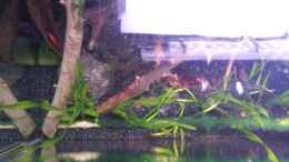 Aquarium einrichten mit Mooskugel (Cladophora aegagropila) links im Bild