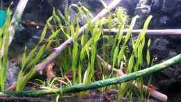 Aquarium einrichten mit Zwergschwertpflanze (Helanthium bolivianum) im
