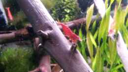 aquarium-von-newbie-newbies-waterworld_Redfire (Neocaridina heteropoda var. Red)