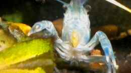 Aquarium einrichten mit Procambarus dupratzi Männchen beim fressen (leider