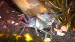 Foto mit Procambarus dupratzi Männchen (leider gestorben)