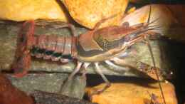 Foto mit Procambarus dupratzi Weibchen