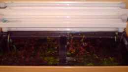 aquarium-von-pflanzenmaster-pflanzenaquarium_Bioplast Abdeckung mit 3x 30 Watt Dennerle Trocal de Luxe T8