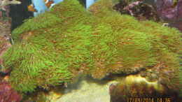 aquarium-von-lippfisch-becken-18380_grüne Röhrenkoralle