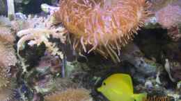 aquarium-von-lippfisch-becken-18380_Kupferanemone