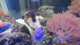 Aquarium einrichten mit blaue Demoiselle über blaue Scheibenanemone