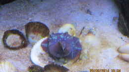 Aquarium einrichten mit Scheibenanemone Discosoma