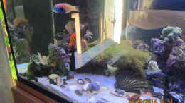 Aquarium einrichten mit Steinkorallen,Diamant Lippfisch