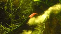 aquarium-von-bluestime-asia-180_Neocaridina heteropoda var. red