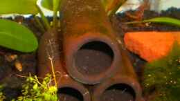 aquarium-von-marci-kleines-wirbellosenbecken_Tonhöhlen zum verstecken