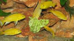aquarium-von-wsp-malawi-200-liter_Yellows am Salatbuffet (durch den Blitz wirken die Farben et