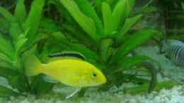 aquarium-von-generatorg-generatorgs-malawitank_Yellow Weibchen Bild 1