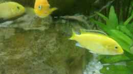 aquarium-von-generatorg-generatorgs-malawitank_Yellow Weibchen Bild 2 (Saulosi Weibchen im Hintergrund)