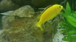 aquarium-von-generatorg-generatorgs-malawitank_Yellow-Männchen Bild 2
