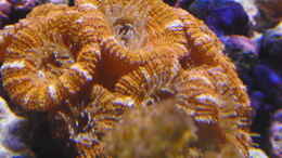 aquarium-von-steffen-ruck-becken-18436_Acanthastrea lordhowensis