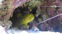 aquarium-von-steffen-ruck-becken-18436_Zitronenwächtergrundel
