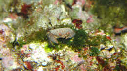 aquarium-von-steffen-ruck-becken-18436_noch eine andere Krabbe