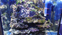 aquarium-von-steffen-ruck-becken-18436_Ansicht am 04.01.2011