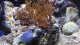 aquarium-von-steffen-ruck-becken-18436_Röhrenkorallen und eine Scheibenanemone