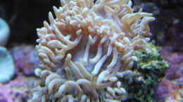 aquarium-von-steffen-ruck-becken-18436_Duncanopsammia axifuga