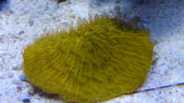 aquarium-von-steffen-ruck-becken-18436_Pilzkoralle   orange