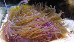 Aquarium einrichten mit Pilzkoralle   zweifarbig