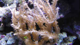 aquarium-von-steffen-ruck-becken-18436_eine Gorgonie