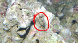 aquarium-von-steffen-ruck-becken-18436_noch eine Krabbe