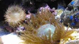 aquarium-von-steffen-ruck-becken-18436_Sandanemone mit Nachwuchs