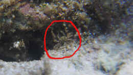 Foto mit eine der im Lebendgestein mitgebrachten Krabben