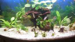 aquarium-von-robert-ludwig-juwel-rio-260_becken mit neuer wurzel und neuen pflanzen