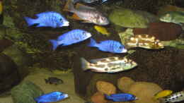 aquarium-von-manfred-meyer-mannes-badewanne_Nimbochromis livingstonii