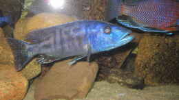aquarium-von-manfred-meyer-mannes-badewanne_Tyrannochromis nigriventer Nord