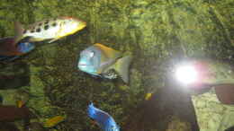 aquarium-von-manfred-meyer-mannes-badewanne_Buccochromis rhoadesii