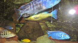 aquarium-von-manfred-meyer-mannes-badewanne_Tyrannochromis nigriventer Nord