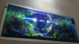 aquarium-von-chris-r--black-pearl_Becken in der Wand