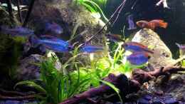 aquarium-von-chris-r--black-pearl_Kongosalmler und Hemichromis im Hintergrund