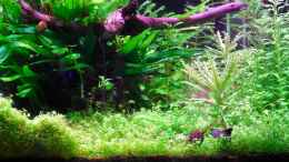 aquarium-von-achim-sakura-garnelen---nanocube_Draufsicht, von vorne.