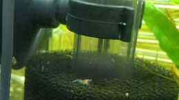 aquarium-von-achim-sakura-garnelen---nanocube_Filtereinlauf: Schaumstoffpatrone wegen den kleinen, wird fl