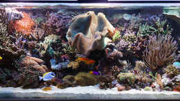 aquarium-von-martins-wohnzimmerriff_Dezember 2012