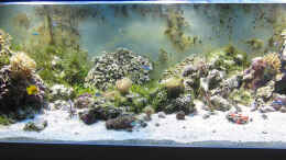 aquarium-von-martins-wohnzimmerriff_Nach dem Einfahren  (Herbst 2009)