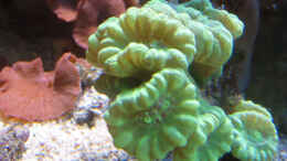 Aquarium einrichten mit Caulastrea furcata - Flötenkoralle / Fingerkoralle