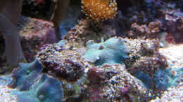 Aquarium einrichten mit Discosoma - Scheibenanemonen